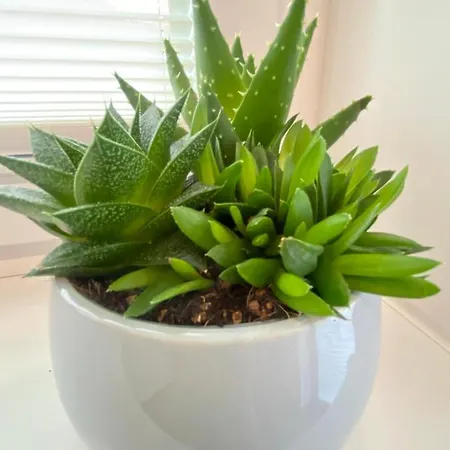 Villa7 Balaton Pensjonat Alsóörs